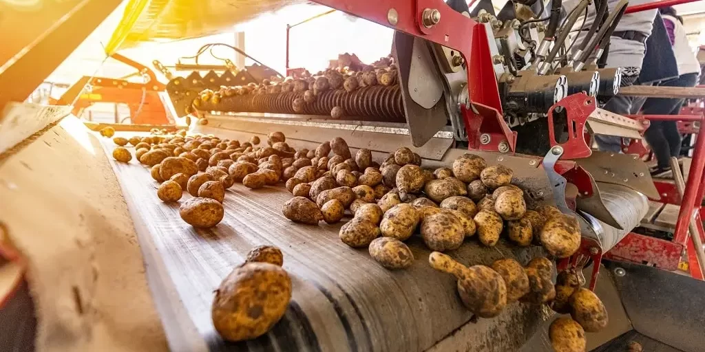 Potatoes move along an automated agricultural conveyor belt system.