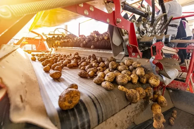 Potatoes move along an automated agricultural conveyor belt system.