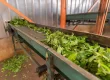 Tea leaves are transported on a conveyor belt towards a crushing machine.
