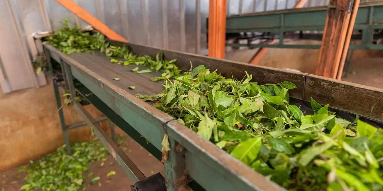 Tea leaves are transported on a conveyor belt towards a crushing machine.