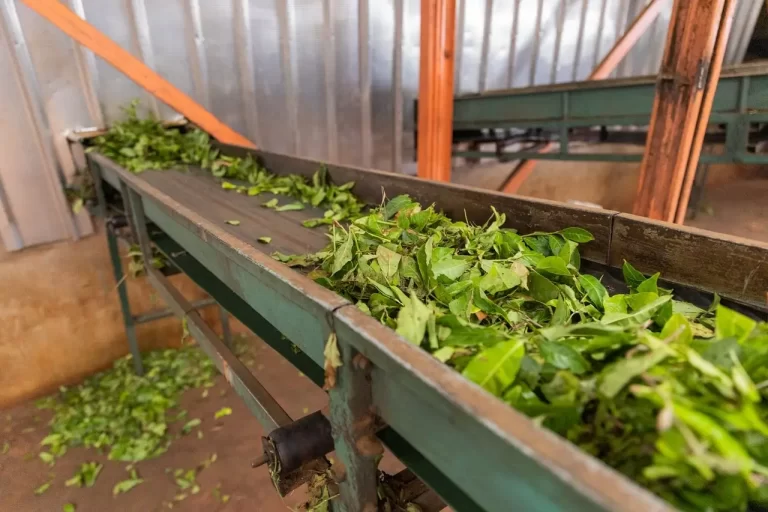 Tea leaves are transported on a conveyor belt towards a crushing machine.