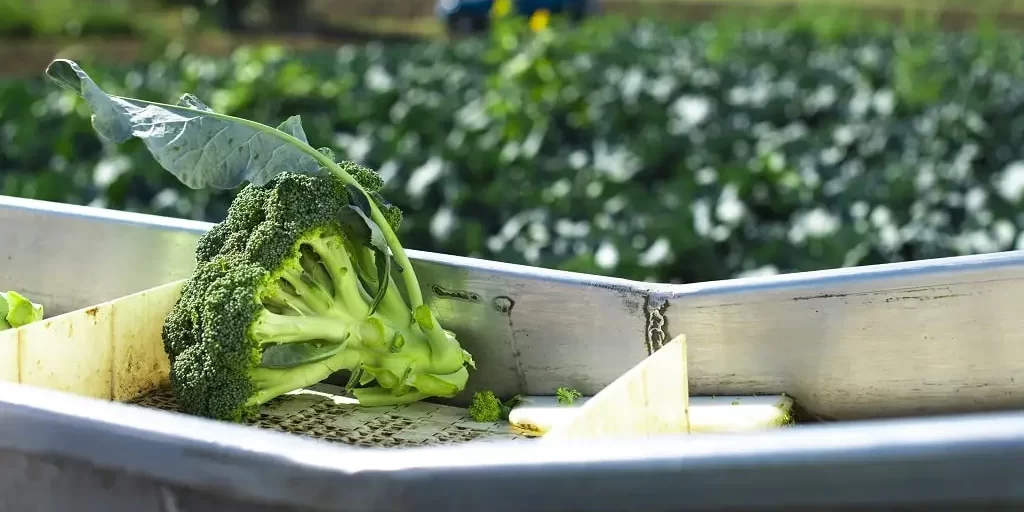 Harvest broccoli being transported on a modular conveyor belt with a broccoli field and tractor in the background.