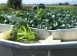 Harvest broccoli being transported on a modular conveyor belt with a broccoli field and tractor in the background.