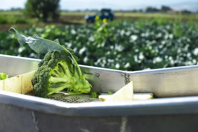 Harvest broccoli being transported on a modular conveyor belt with a broccoli field and tractor in the background.