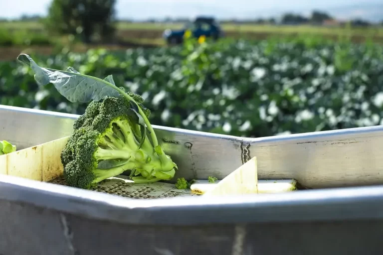 Harvest broccoli being transported on a modular conveyor belt with a broccoli field and tractor in the background.