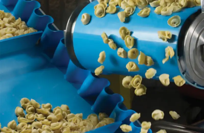 Tortellini being moved between two conveyor lines on blue monolithic conveyor belts.