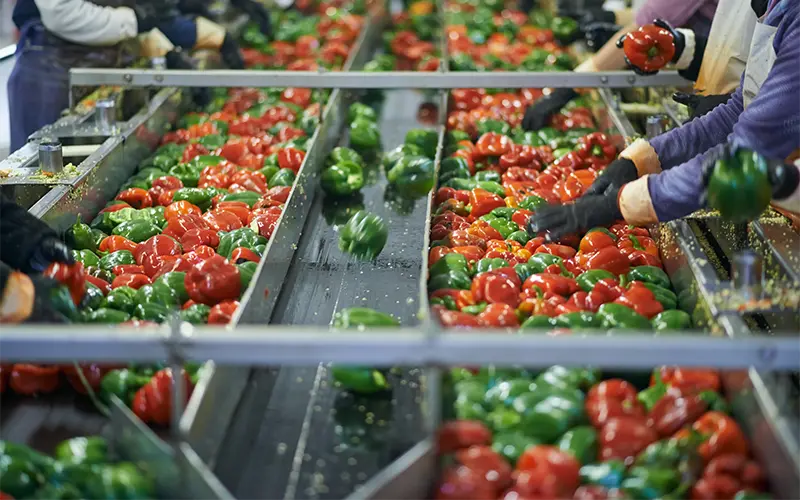 Shot of a group of unidentifiable factory workers sorting through peppers on a conveyor belt