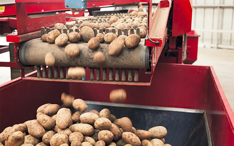 Harvested potatoes falling from a conveyor into a hopper collection following automatic grading.