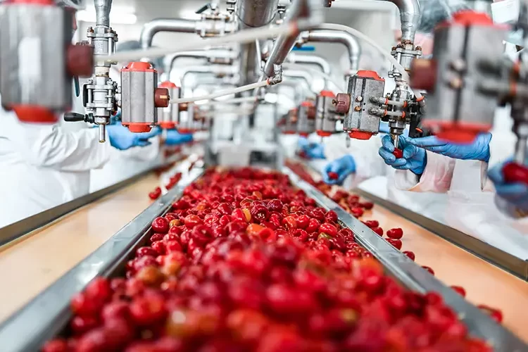 De-seeding Of Cherries In Chia Pudding Factory By Workers At A Conveyor Line.