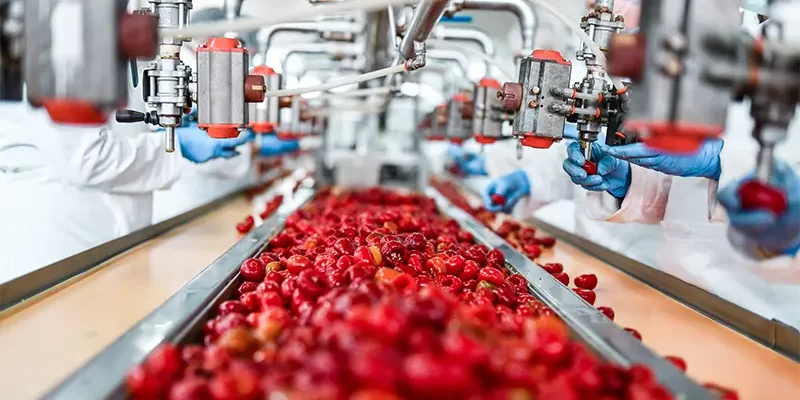 De-seeding Of Cherries In Chia Pudding Factory By Workers At A Conveyor Line.