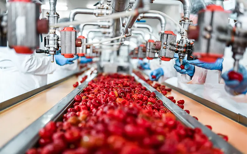 De-seeding Of Cherries In Chia Pudding Factory By Workers At A Conveyor Line.