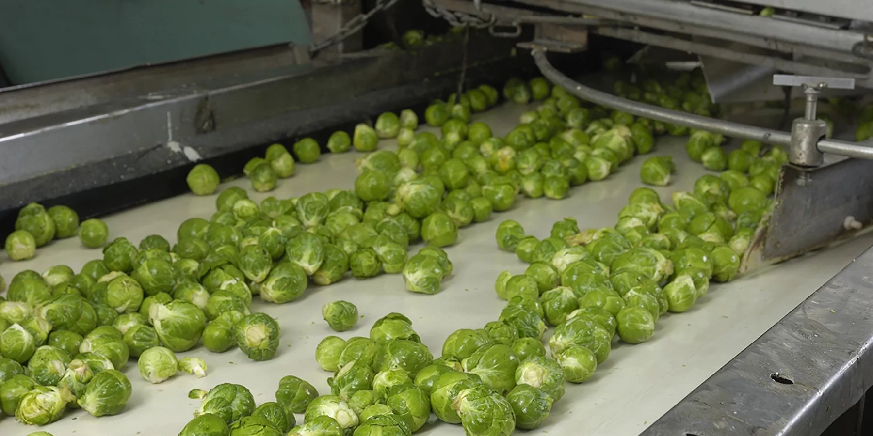brussel sprouts on a food-safe bel