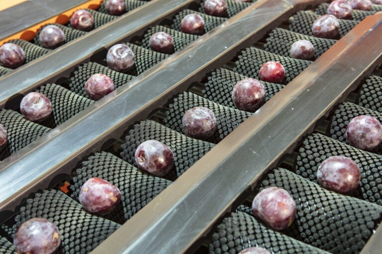 fresh-plums-on-automated-fruit-processing-line-2026-09-23-13-16-03-utc (1)